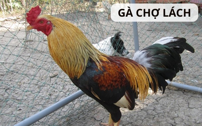 https://eetstoornismanagement-anyyou.nl/im/storage/cac-giong-ga/ga-cho-lach-1.jpg